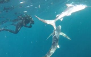 freediving with sharks - sharks6