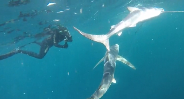 freediving with sharks - sharks6