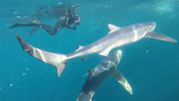 freediving with sharks - sharks9
