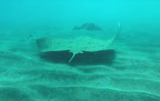 Freediving in Tenerife - marine1