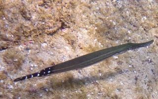 freediving in tenerife - fish