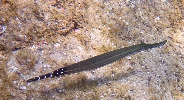 freediving in tenerife - fish