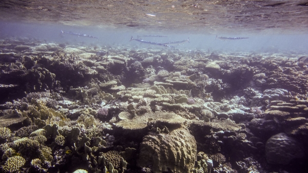 Red Sea Freediving Holiday - coral