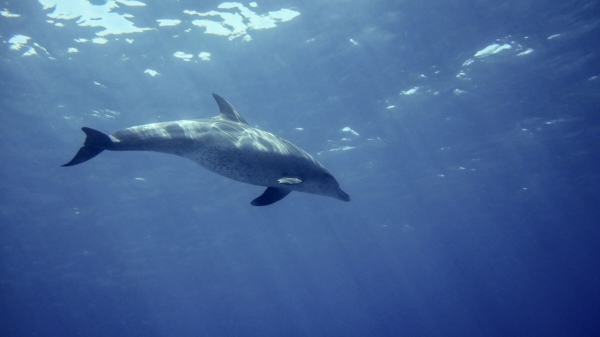 Red Sea Freediving Holiday - dolphins