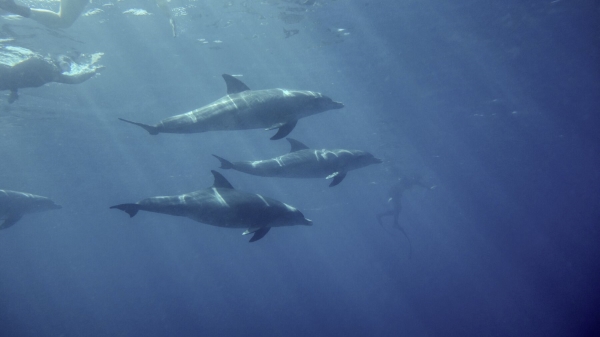 Red Sea Freediving Holiday - dolphins2