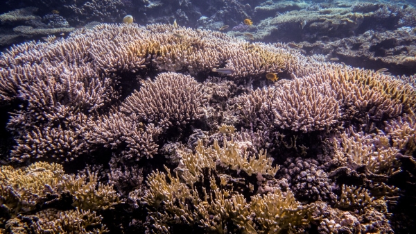 Red Sea Freediving Holiday - fish