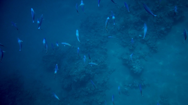 Red Sea Freediving Holiday - fish3