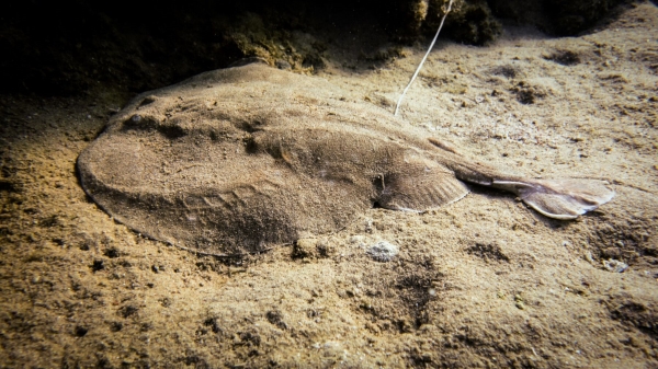 Red Sea Freediving Holiday - fish5