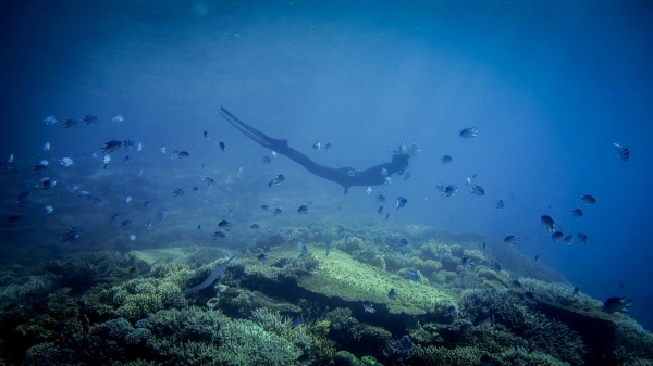 Red Sea Freediving Holiday - freediving2