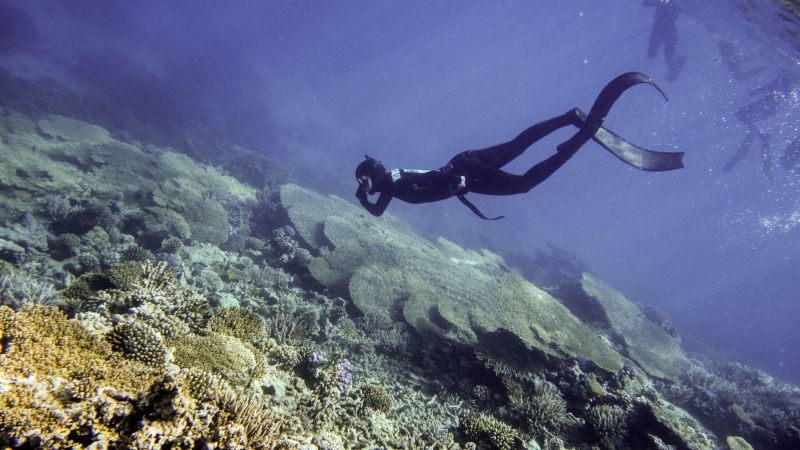 Red Sea Freediving Holiday - freediving8