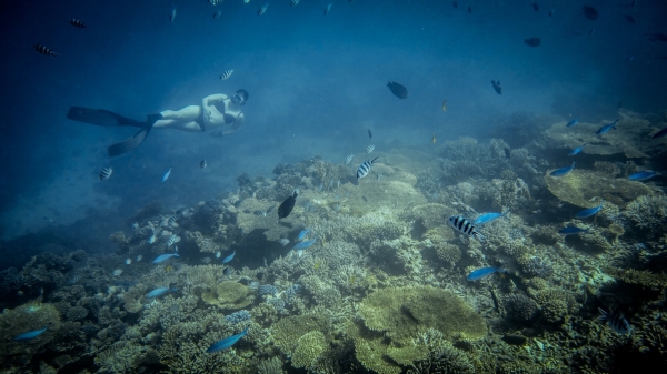 Red Sea Freediving Holiday - freedivingemily