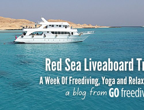 Red Sea Freediving Holiday