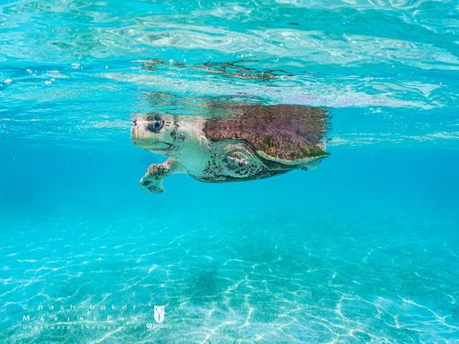 Azura rescue turtle sea swim