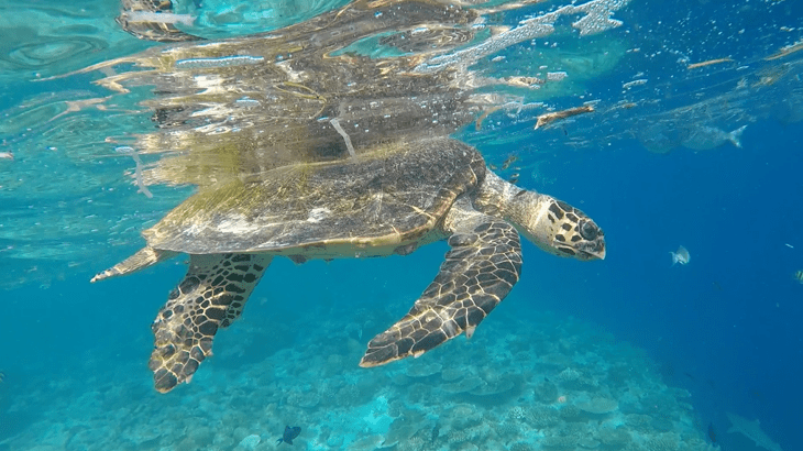 finding harry - turtle rescue maldives