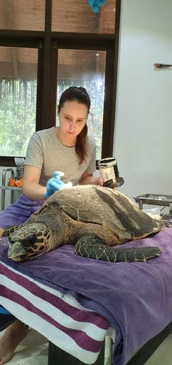 rescue treatment release harry hawksbill turtle 2