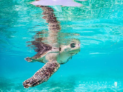 Azura rescue turtle sea swim