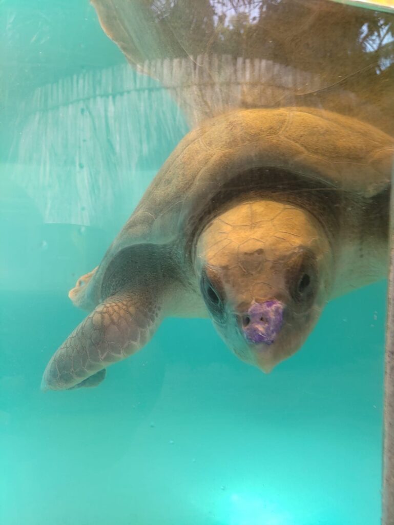 gofreediving olive ridley project turtle surgery 1